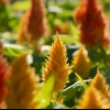 Celosia paniculate (perasta): fotografija, sadnja i njega na otvorenom polju